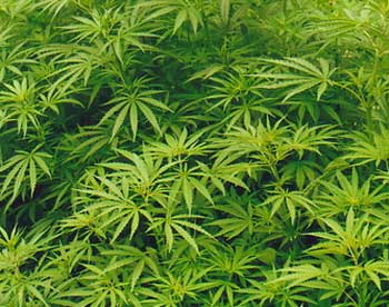 марихуана листья