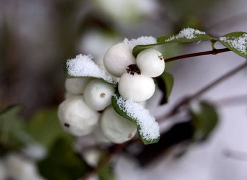 Снежноягодник, плоды, Symphoricarpos 