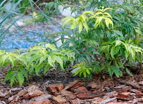 Бузина, Sambucus