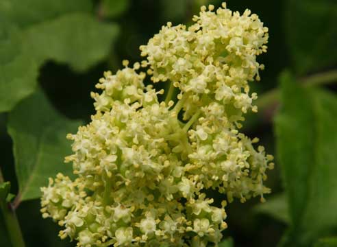 Бузина, цветение, Sambucus