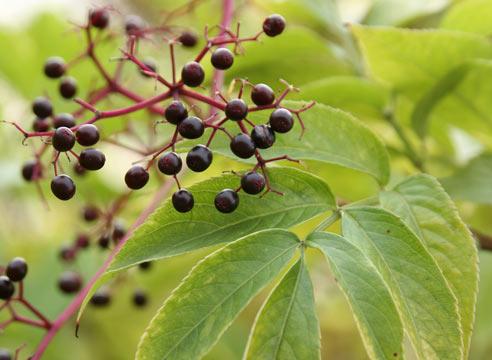 Бузина канадская, Sambucus