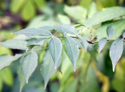 Бузина красная, Sambucus