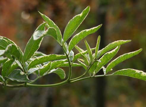 Бузина пестролистная, Sambucus