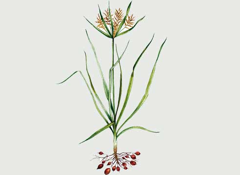 Чуфа, Cyperus esculentus