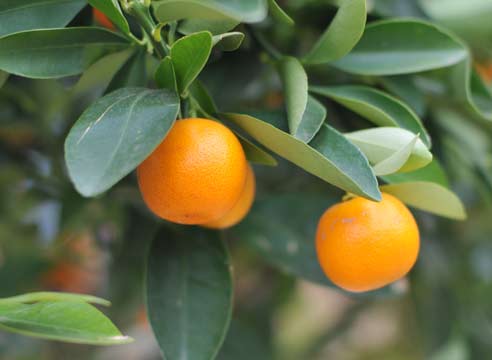 Мандарин, Citrus reticulata