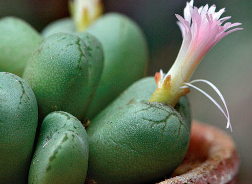 Конофитум, Conophytum ficiforme