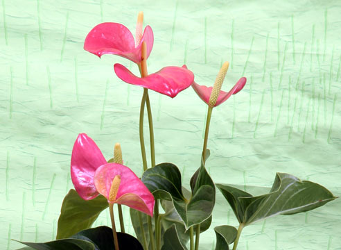 Антуриум, Anthurium