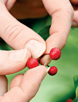 Семенное размножение ардизии. Шаг 1