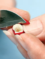 Семенное размножение ардизии. Шаг 2