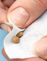 Семенное размножение ардизии. Шаг 3