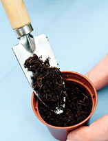 Семенное размножение ардизии. Шаг 4