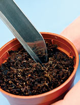 Семенное размножение ардизии. Шаг 5