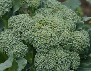 Брокколи и цветная капуста защищают сердце