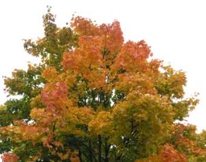 Москва станет самой зеленой столицей Европы