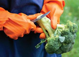 Сорта и гибриды брокколи