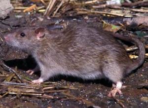 Борьба с грызунами: превентивные и активные меры