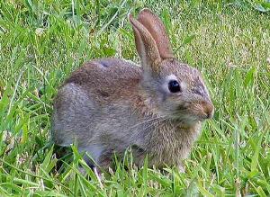 Что едят грызуны и как с этим с этим бороться