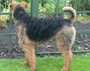 Ученые поняли, что рычат собаки