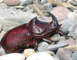 Американцы создали жука-шпиона