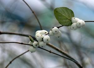 Виды снежноягодника с белыми плодами