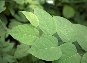 Горец: размножение и уход