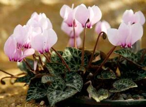 Удобрения для комнатных растений