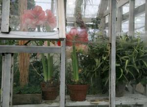 Субтропический зимний сад