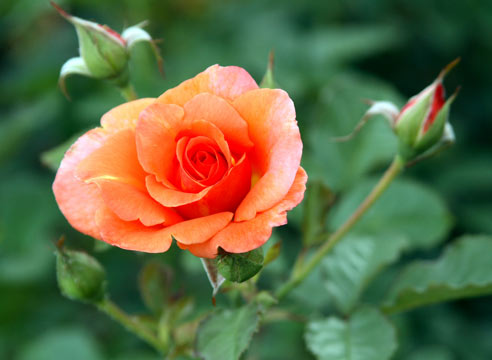 Роза, группа шрабы, сорт Westerland
