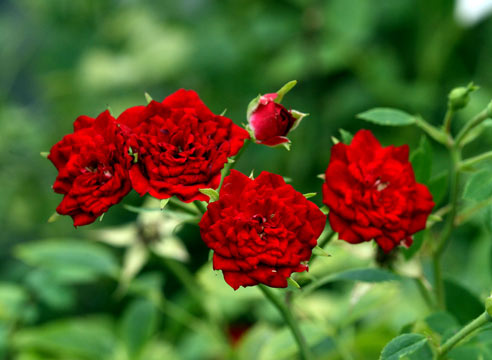 Роза миниатюрной группы, сорт Lavander-Jewell