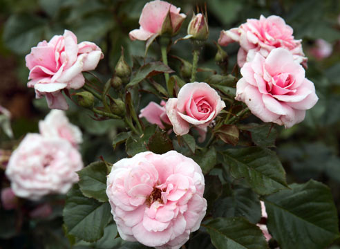Роза, группа шрабов, сорт Westerland