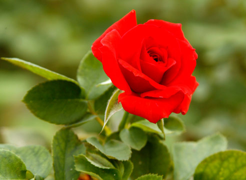 Роза группы флорибунда, сорт Diadens