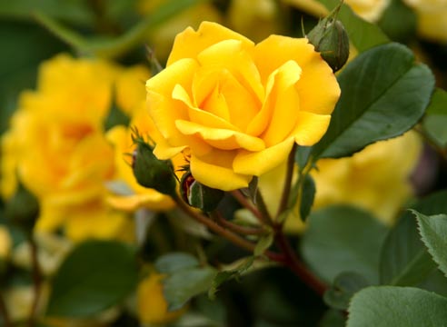 Роза группы флорибунда, сорт Yololmarie-82