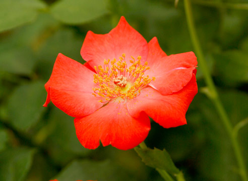 Роза флорибунда, сорт Cosima