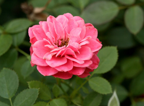 Роза миниатюрная, сорт Amulettl