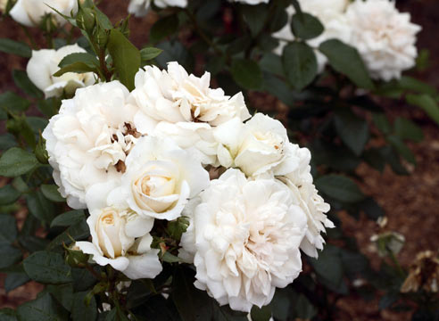 Роза группы флорибунда, сорт Lions-Rose