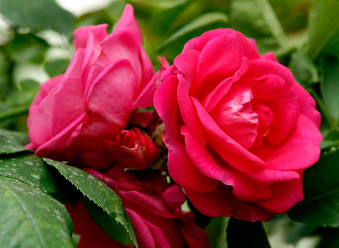 Дамасская роза