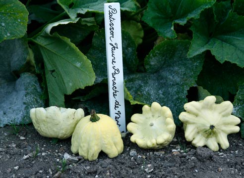 Патиссон, Cucurbita pepo var. patisoniana, плоды