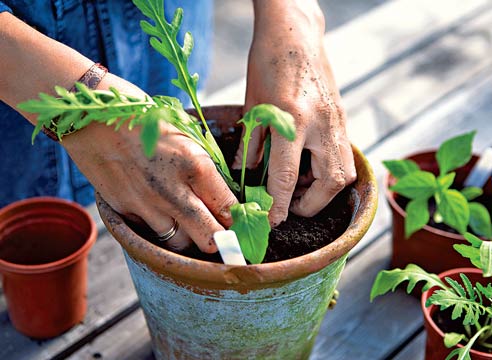 Индау посевной, посадка в горшок, Eruca sativa