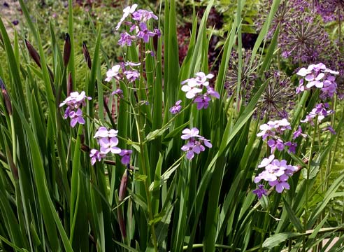 Гесперис в цветочной композиции, Hesperis matronal