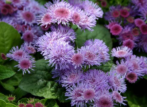 Агератум Хоустона, Ageratum houstonianum