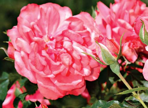Плетистая роза крупноцветковая, сорт Rosarium Uete