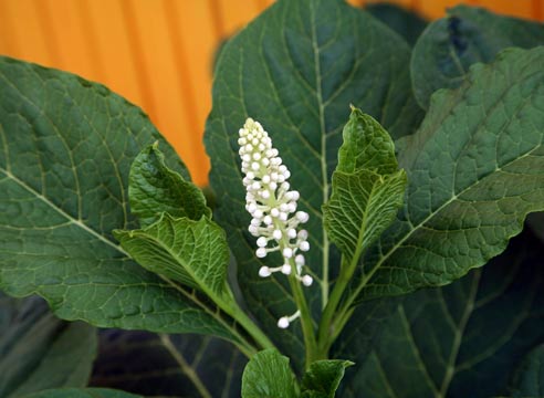 Фитолакка ягодная, Phytolacca acinosa