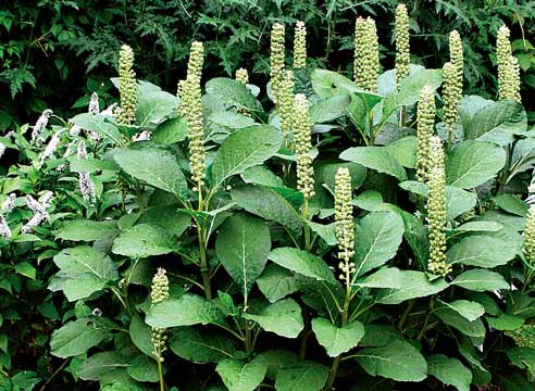 Фитолакка ягодная, Phytolacca acinosa