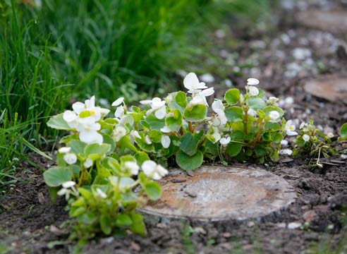 Бегония вечноцветущая, Begonia semperflorens