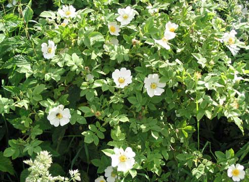 Роза, Rosa canina