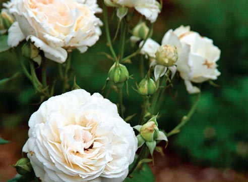 белые розы шрабы сорта