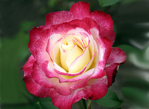 Роза чайно-гибридная, сорт Double Delight