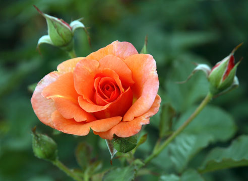 Роза группы шрабов, сорт Westerland