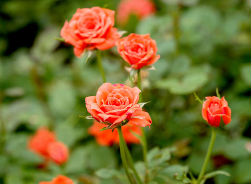Роза плетистая, сорт Orange Meillanilin 