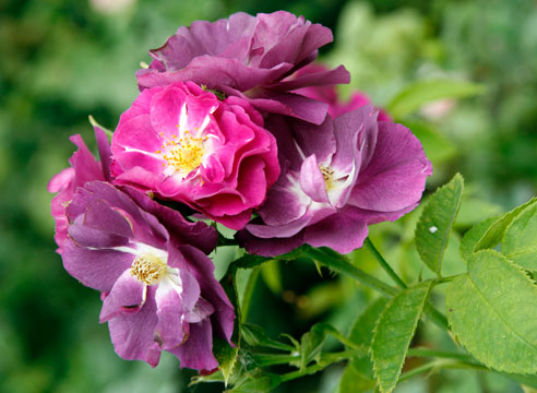 Роза лилово-фиолетового оттенка